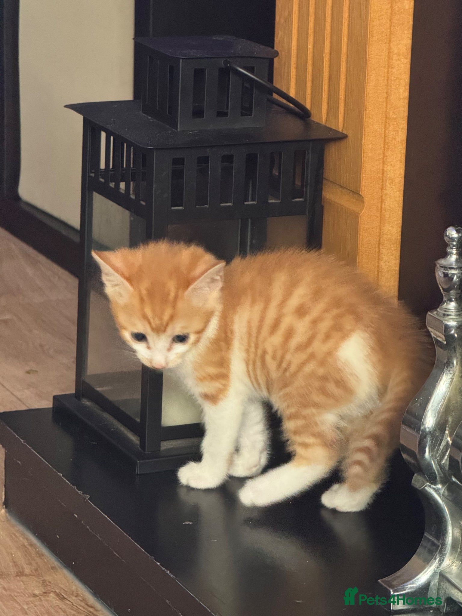 Mixed Breed cats Two female kittens  - Advert 4