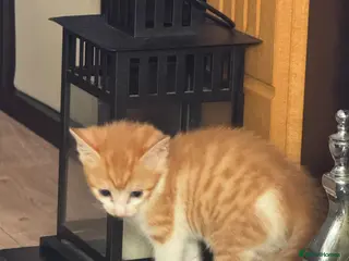 Mixed Breed cats Two female kittens - Advert 4