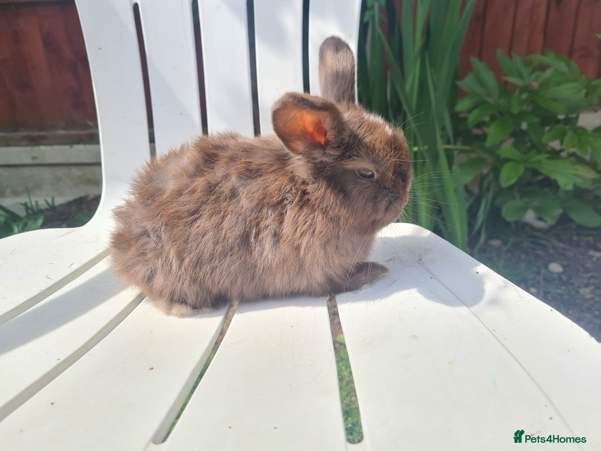 Lionhead rabbits 1 left  baby bunnies  - Advert 12