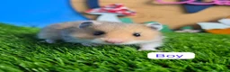Hamster rodents for sale: Syrian Hamster Babies Baby Male Female Pedigree - Advert 8