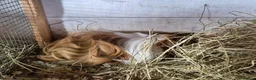 Guinea Pig rodents for sale: Sheltie Cavies - Advert 2