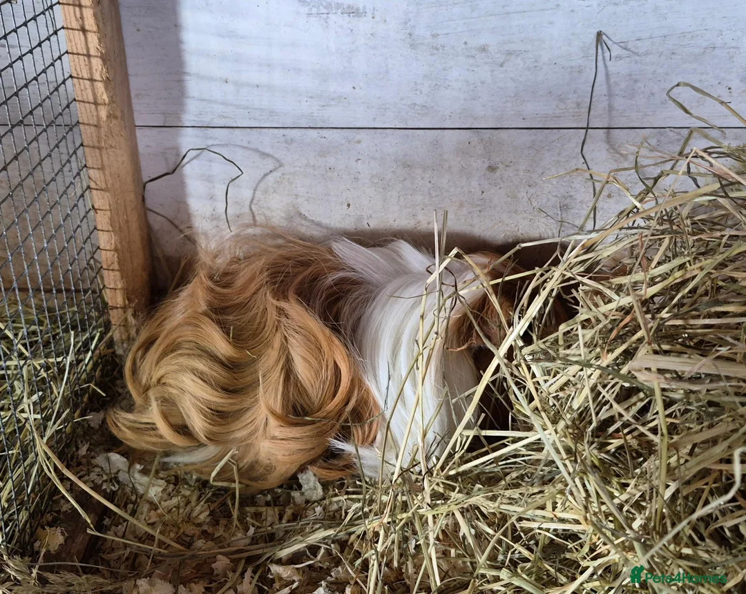 Guinea Pig rodents for sale: Sheltie Cavies - Advert 2