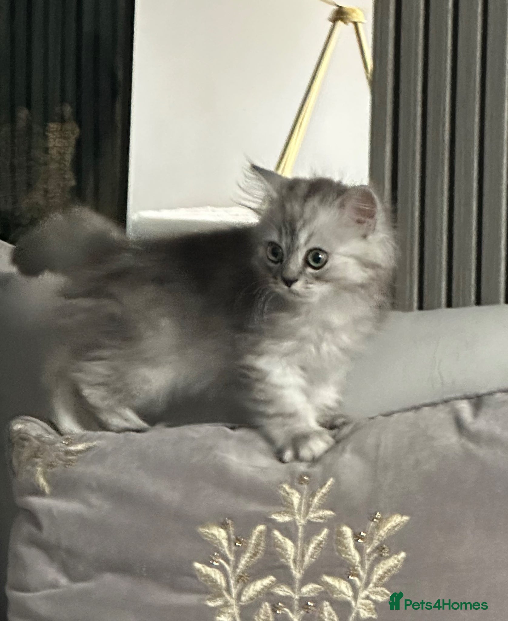 Persian cats Pure Persian long coat kitten’s - Advert 1
