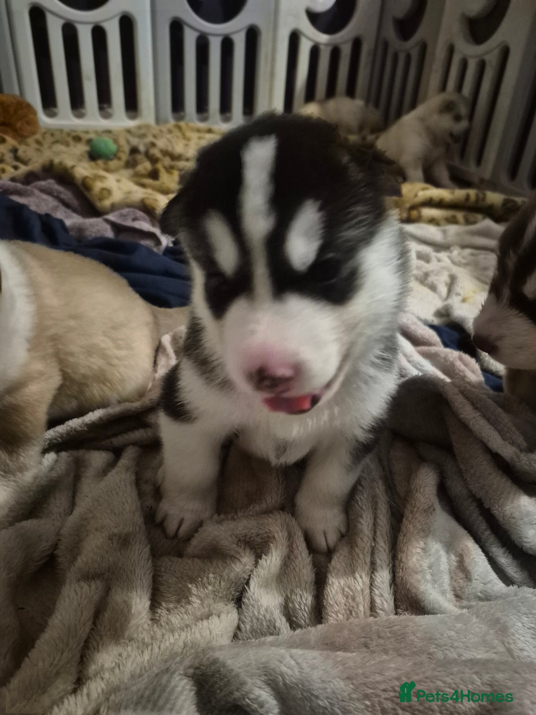 Alaskan Malamute dogs for sale: Beautiful husky malmute puppies ready NOW  - Advert 7