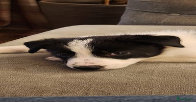 Border Collie dogs - Advert 10