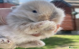 Lionhead rabbits for sale: Baby Lionhead bunnies ! Ready to be reserved ! - Image 1