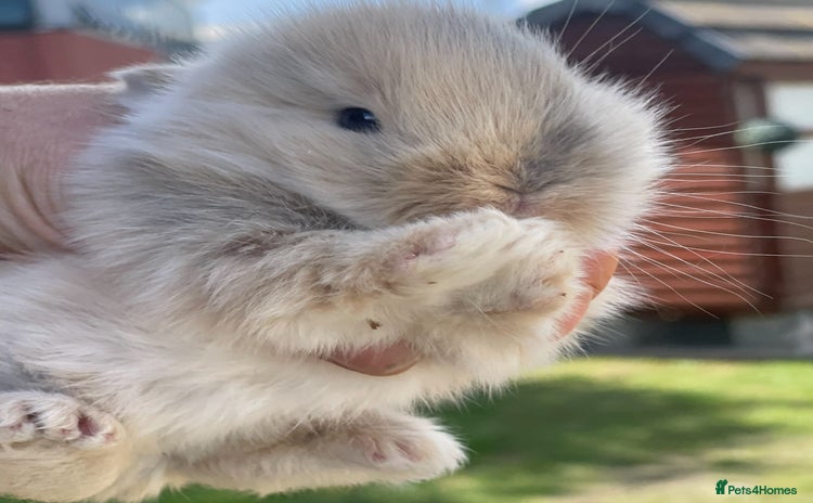 Lionhead rabbits - Advert 3