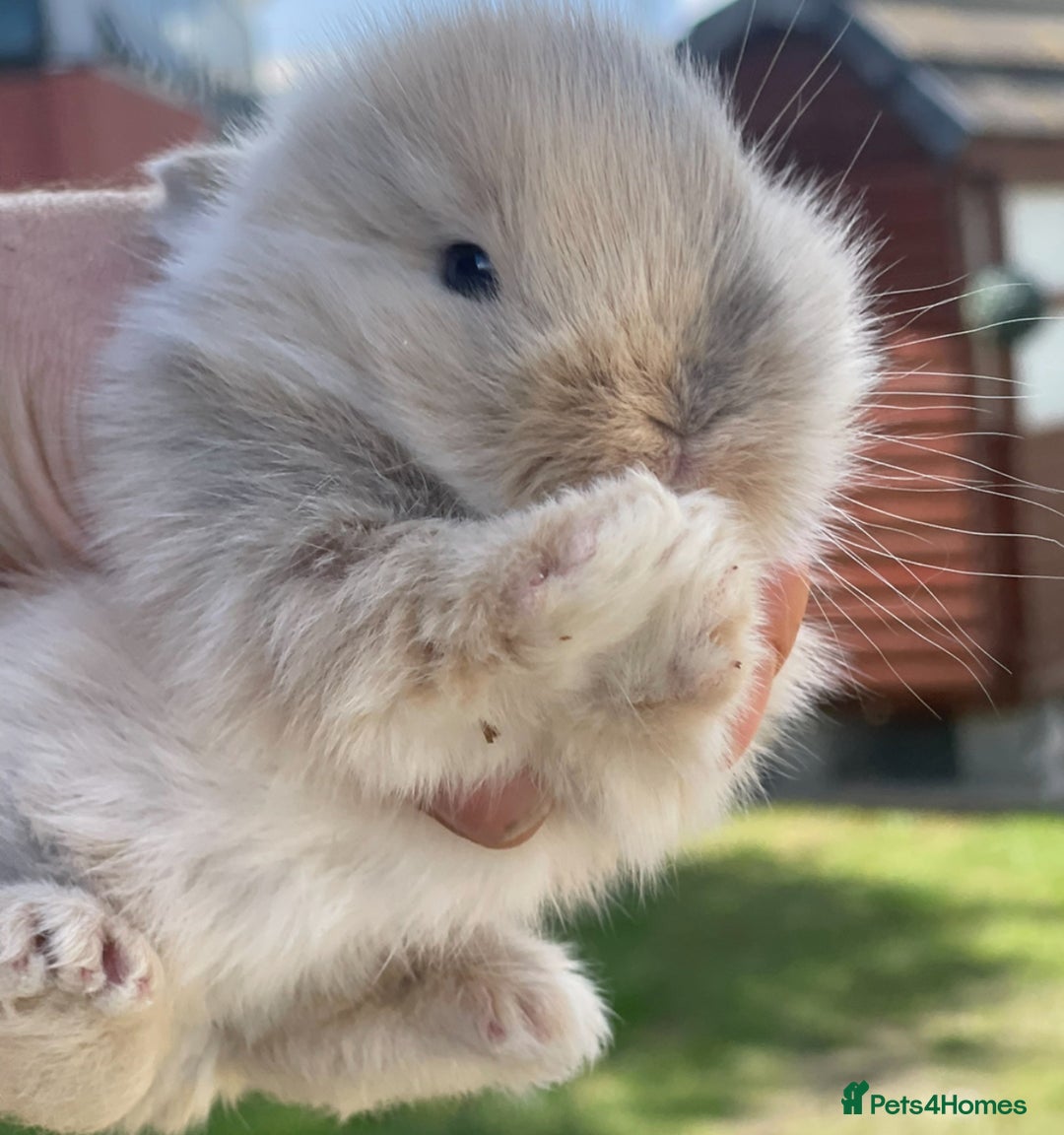 Lionhead rabbits for sale: Baby Lionhead bunnies ! Ready to be reserved ! - Image 1