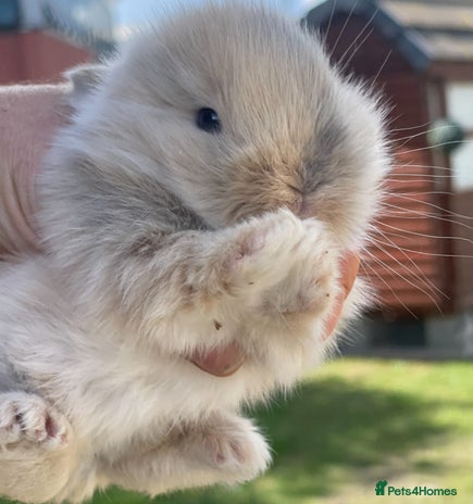 Lionhead rabbits - Advert 9