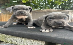 Cane Corso dogs for sale: Cerberus champion bloodline cane corso - Image 10
