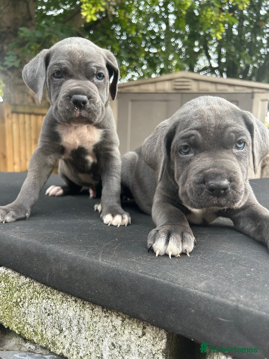 Cane Corso dogs for sale: Cerberus champion bloodline cane corso - Image 10