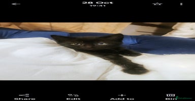 Mixed Breed cats - Advert 11