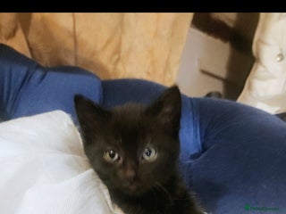 Mixed Breed cats Bengal-X kitten 1 boy left - Advert 4