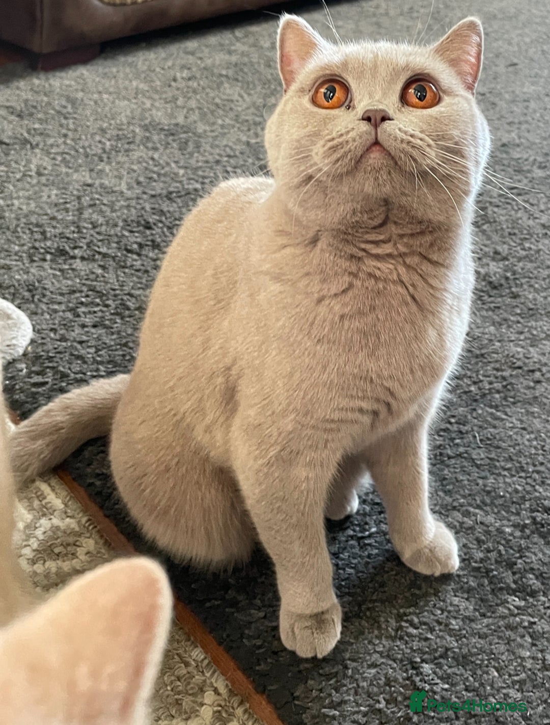 British Shorthair cats for sale: Rehoming Our Precious British Shorthair Cats - Advert 9