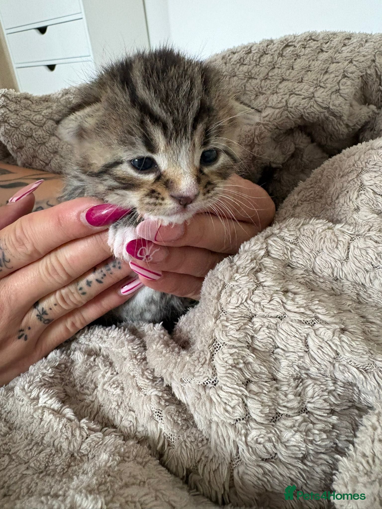 Mixed Breed cats for sale: Mixed Beautiful Girls  - Advert 3