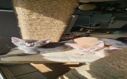 Abyssinian cats for sale: Abyssinian and Bengal x kittens 😻 - Image 10