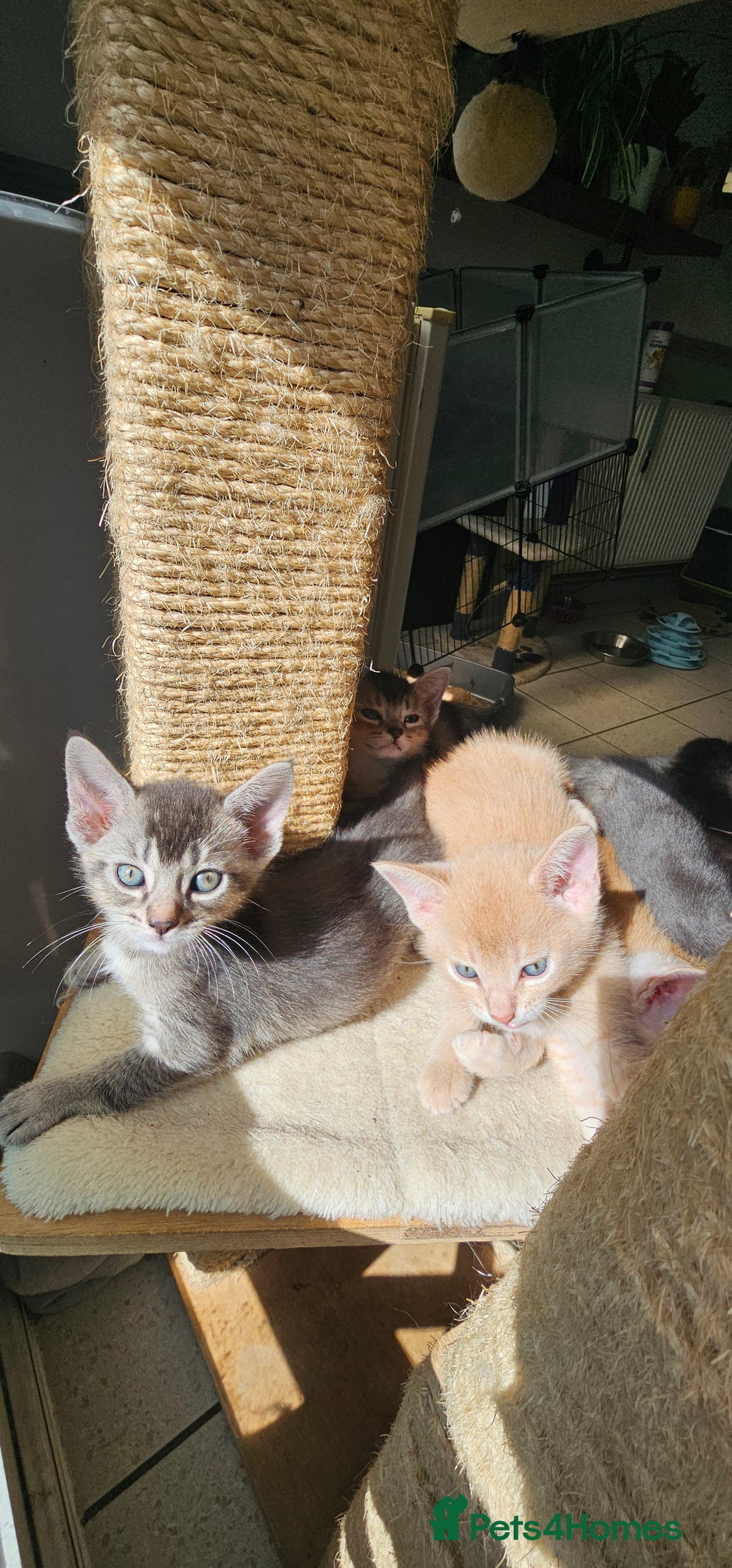 Abyssinian cats for sale: Abyssinian and Bengal x kittens 😻 - Image 10