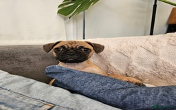 Frug dogs for sale: Frug puppies - Image 1