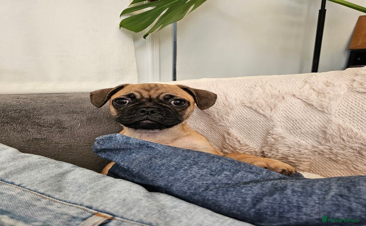 Frug dogs - Advert 16