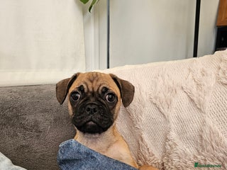 Frug dogs - Advert 2