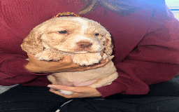 Cocker Spaniel dogs for sale: Working Cocker Spaniel Puppies - Image 5