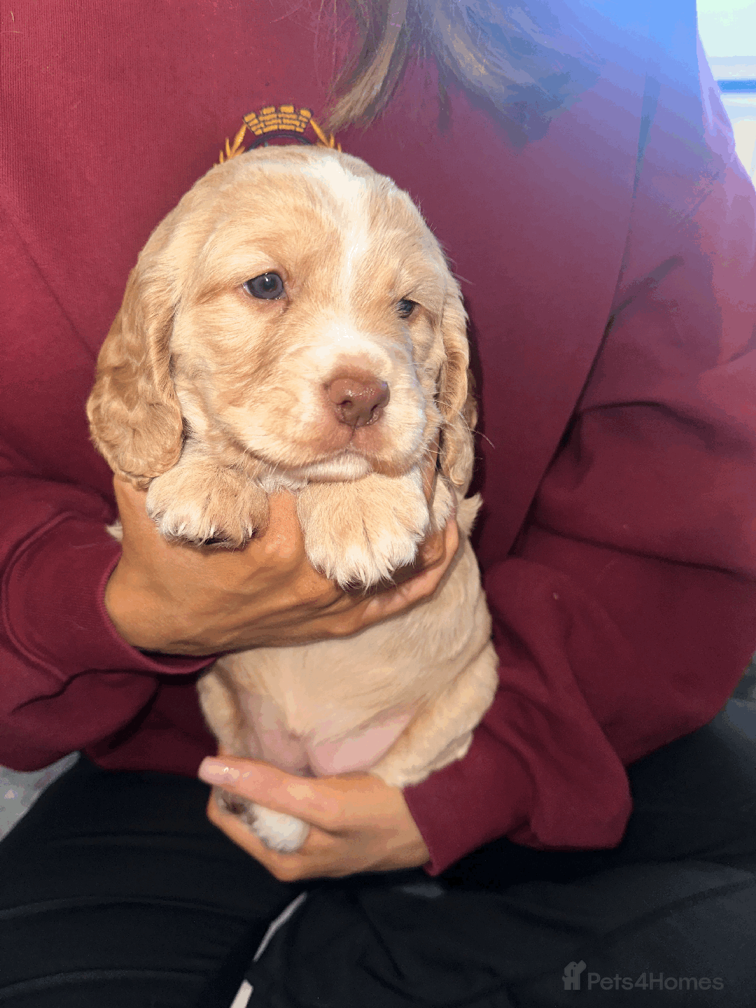 Cocker Spaniel dogs for sale: Working Cocker Spaniel Puppies - Image 5