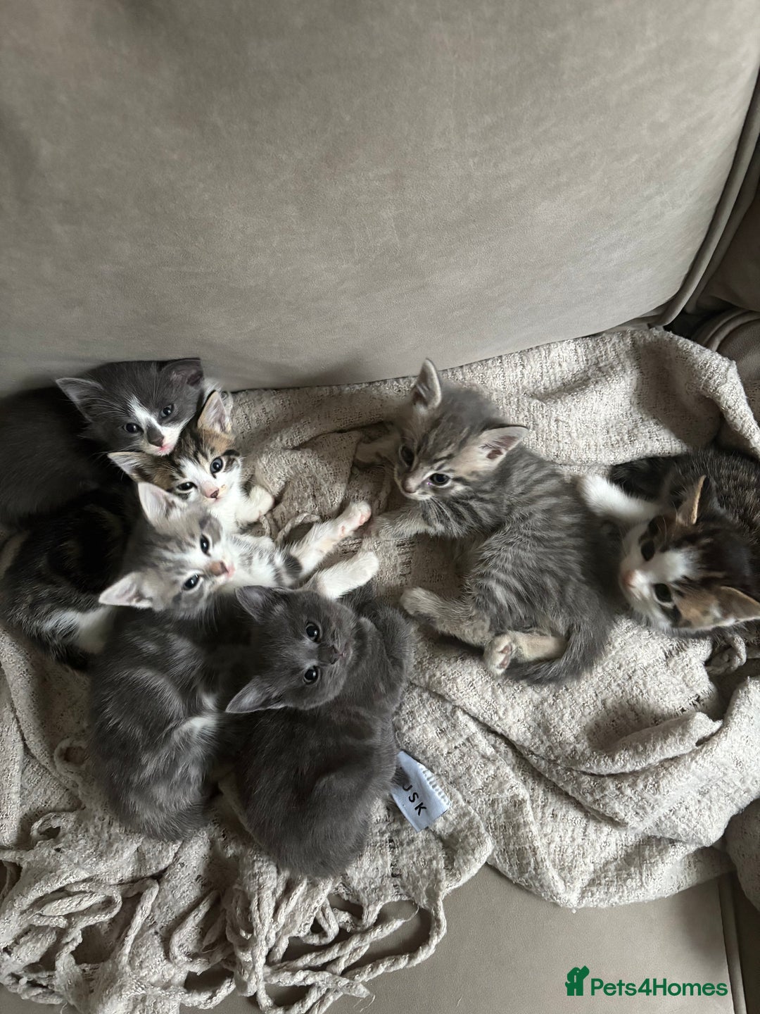 Mixed Breed cats for sale: 6 kittens - Image 2
