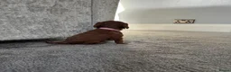 Cavalier King Charles Spaniel dogs for sale: Beautiful Cavalier King Charles Spaniel Puppies - Advert 9