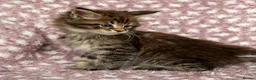 Maine Coon cats for sale: Beautiful Maine Coon Kittens - Advert 35