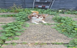 Chihuahua dogs for stud: Chihuahua for stud  - Image 1