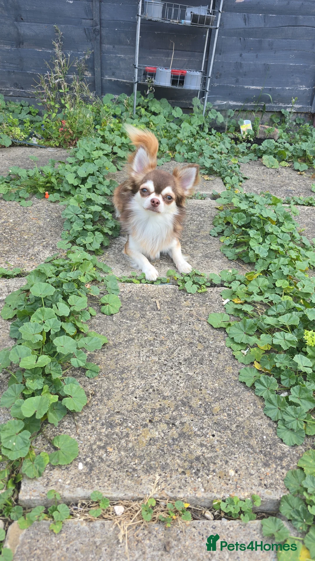 Chihuahua dogs for stud: Chihuahua for stud  - Advert 1