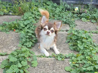 Chihuahua dogs Chihuahua for stud - Advert 8