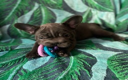 French Bulldog dogs for sale: French Bulldog 4 Boys and 3 girls  - Image 10