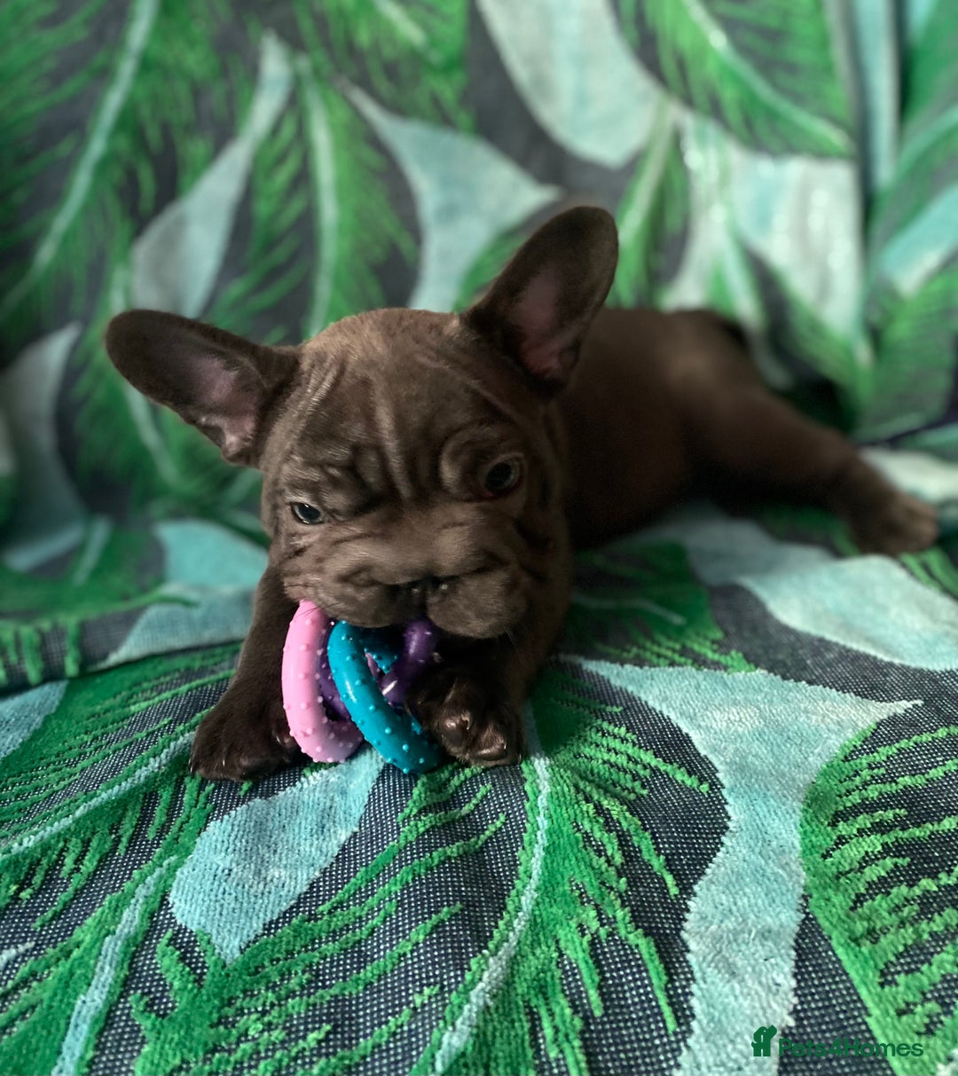 French Bulldog dogs for sale: French Bulldog 4 Boys and 3 girls  - Image 10