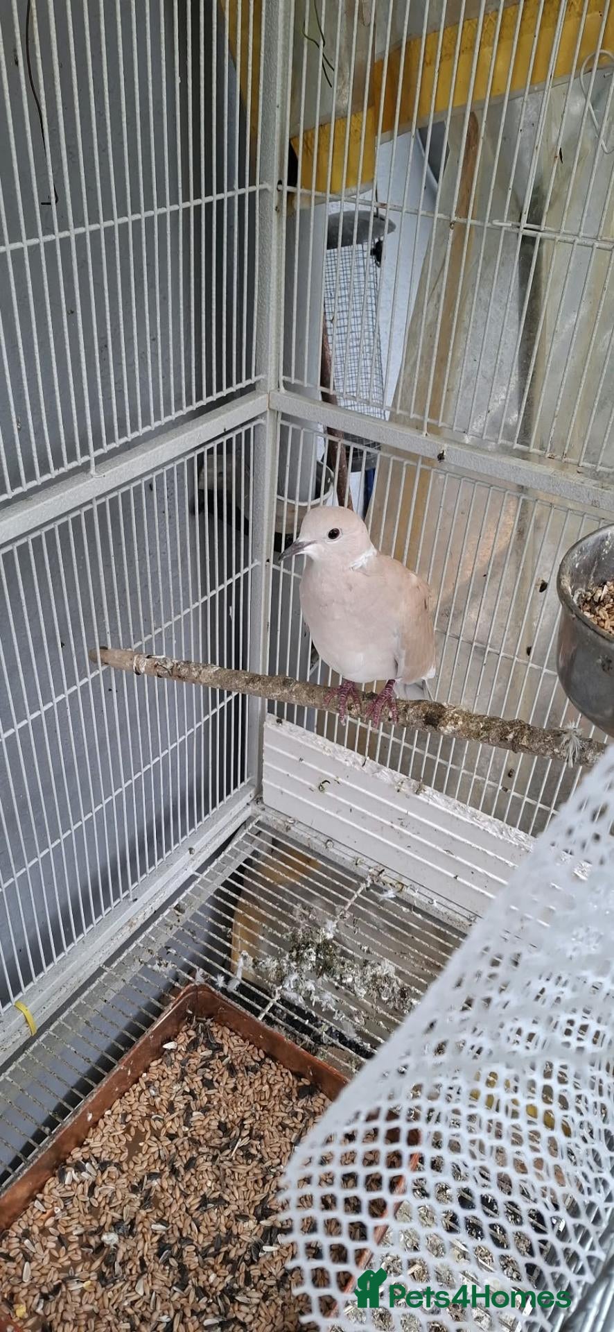 Ringnecks birds for sale: Ringnecks and doves - Advert 2