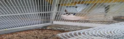 Ringnecks birds for sale: Ringnecks and doves in Edgware - Advert 2