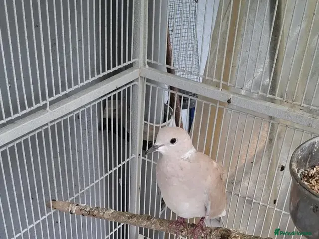 Ringnecks birds for sale: Ringnecks and doves - Advert 2
