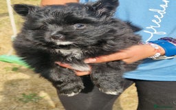 Pomeranian dogs for sale: ** pomeranians - Image 3