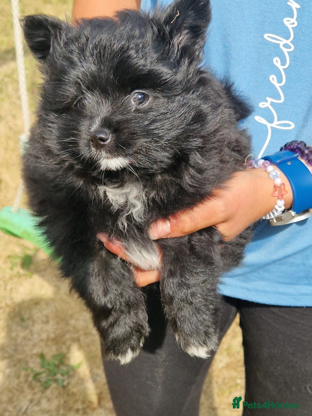 Pomeranian dogs for sale: ** pomeranians - Image 3