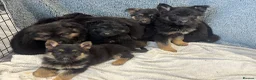 German Shepherd dogs for sale: German shepherd pups  - Advert 9
