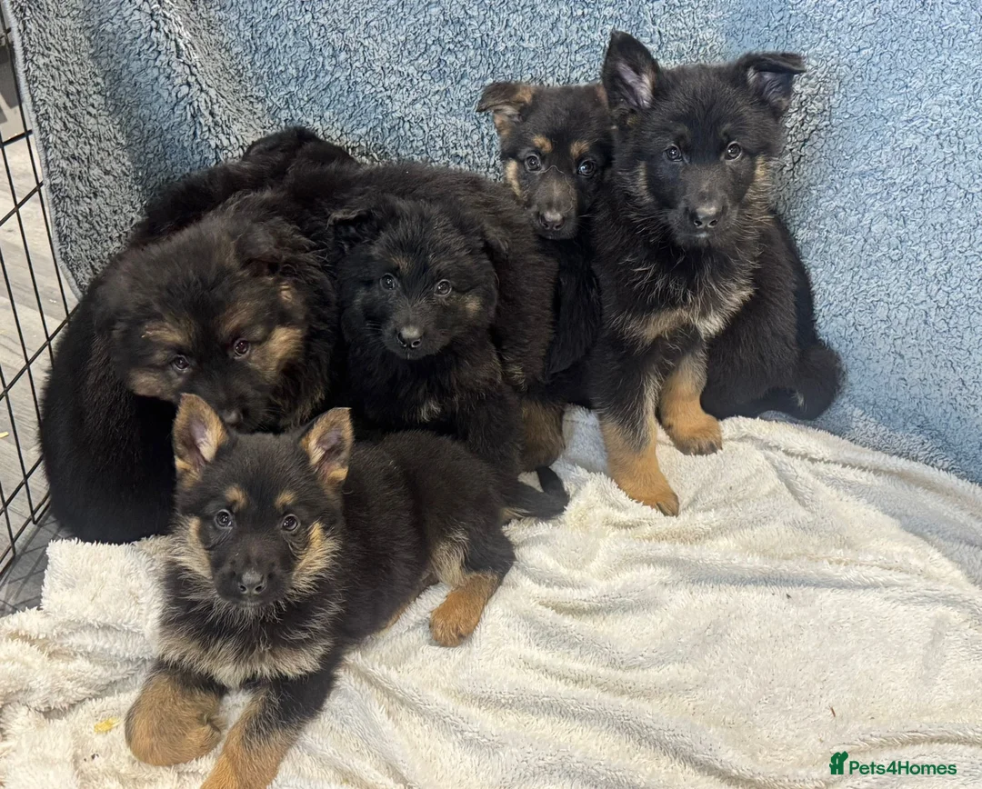 German Shepherd dogs for sale: German shepherd pups  - Advert 9