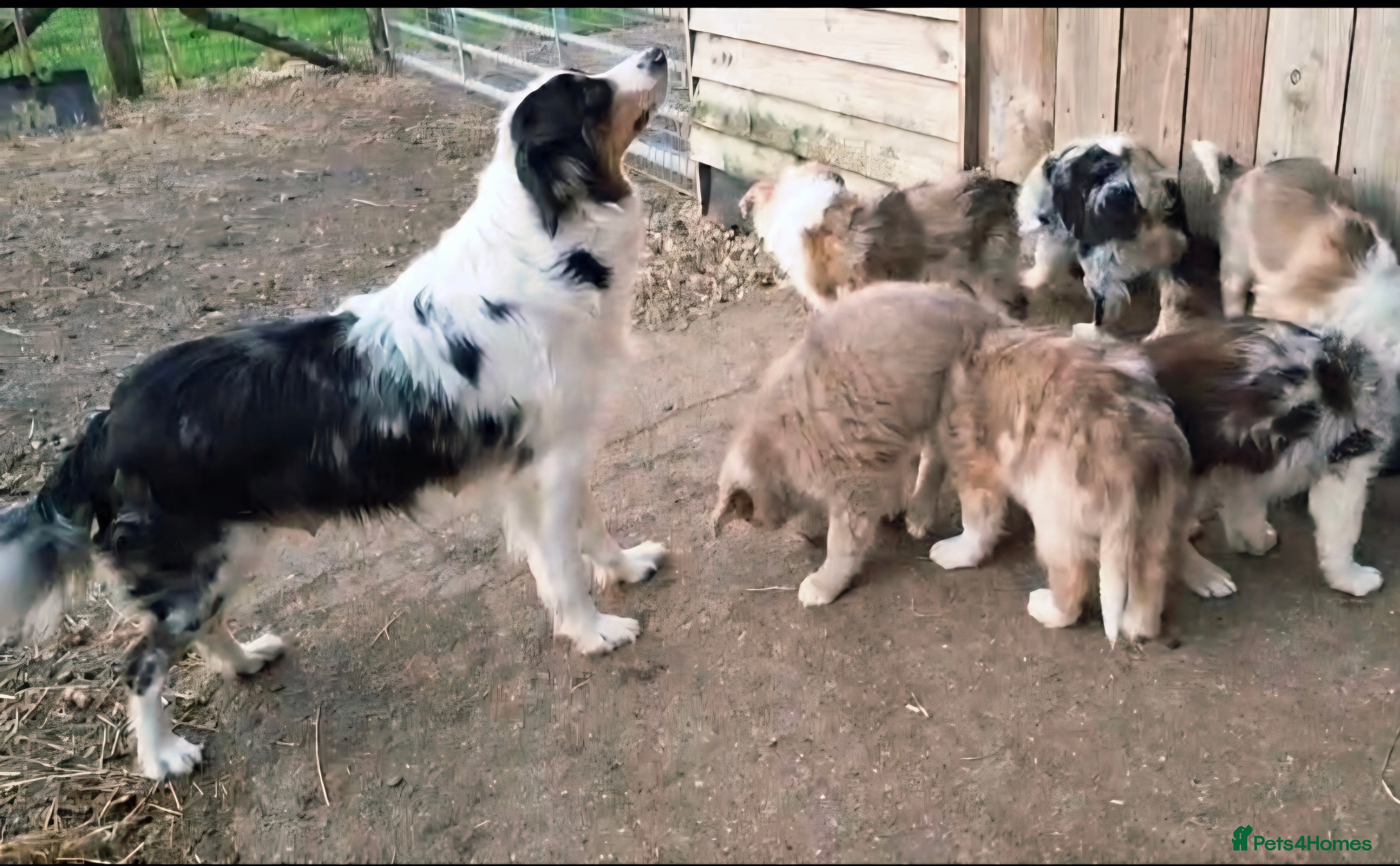 Border Collie dogs Rare sable merle long coat collie puppies  - Advert 1