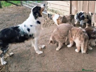 Border Collie dogs Rare sable merle long coat collie puppies - Advert 1