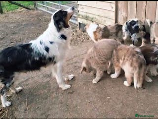 Border Collie dogs Rare sable merle long coat collie puppies - Advert 3