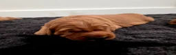 Golden Retriever dogs for sale: Stunning dark working golden retriever puppies - Advert 11