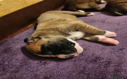 Boxer dogs for sale: 🌟KC REG BOBTAIL BOXER PUPS🌟 - Image 27