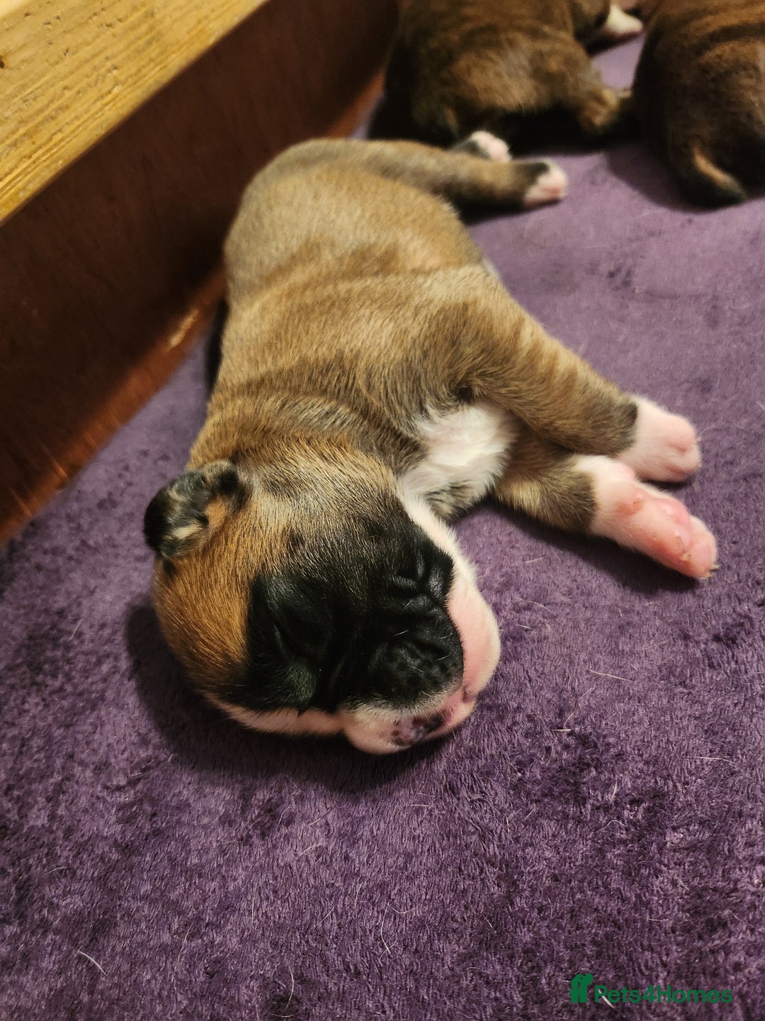 Boxer dogs for sale: 🌟KC REG BOBTAIL BOXER PUPS🌟 - Image 27
