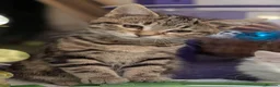 Mixed Breed cats for sale: Premium kittens - Advert 14