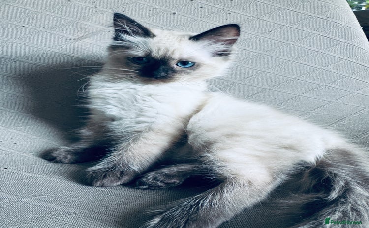 Ragdoll cats - Advert 15