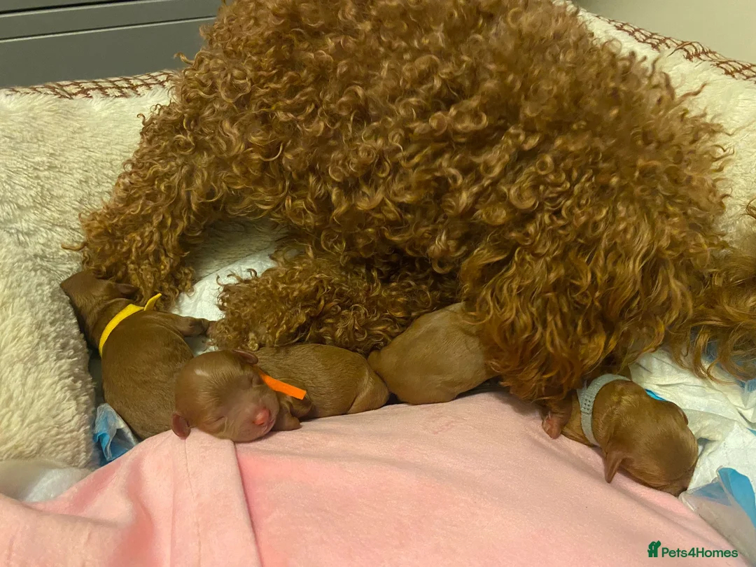 Cavapoo dogs for stud: NOW PROVEN Fully health tested cavapoo for stud in Ilkeston - Advert 9